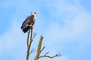An African Fish Eagle