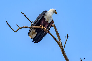 An African Fish Eagle