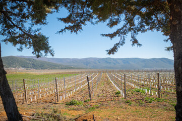 Obraz premium Vineyards in Greece with the sea in the background and snowy mountains in the distance. The unique climate of the region creates ideal conditions for producing exquisite wine, capturing the essence of