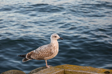 A lone seagull sitting on the edge of a pier in Sopot, Poland