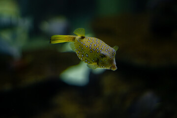 Close-up shot of a Puffer fish found at Odysseo, Mauritius © Kestreloculus