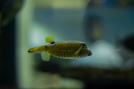 Close-up shot of a Puffer fish found at Odysseo, Mauritius