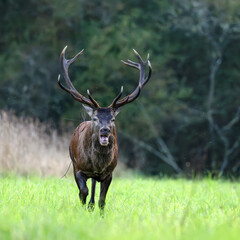 Red deer stag running in a clearing during the rut with a branch in the antlers. Cervus elaphus, Sologne, Loiret 45, région Centre Val de Loire, France, European Union, Europe