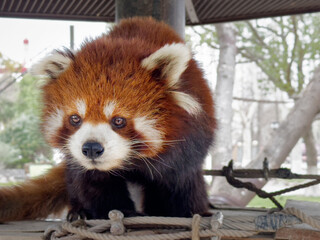 Fototapeta premium Little red panda