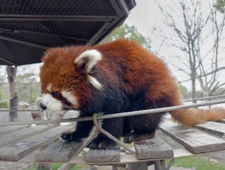 Little red panda
