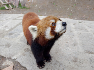 Little red panda