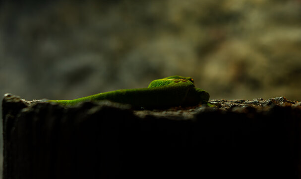 Close-up shot of the dorsal of a Madagascar Day Gecko found in Mauritius island