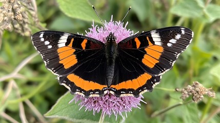 Obraz premium Admiral Butterfly on Thistle Flower