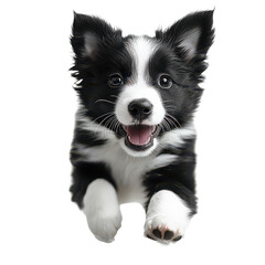 Fototapeta premium Border collie puppy running and playing isolated on transparent background, PNG