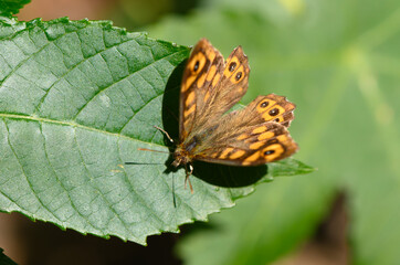 Colorful butterfly resting on lush green leaf in a sunlit garden