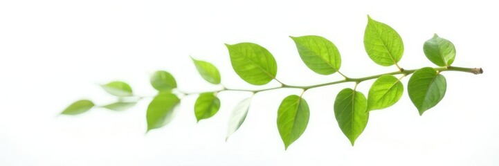 Fototapeta premium Delicate branch with leaves isolated on white background, single stem, organic, leafy