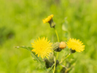 春の野原　セイヨウタンポポの黄色い花01
