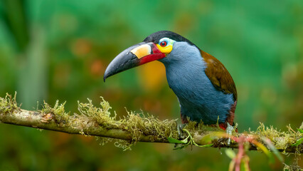 The mountain plate-billed toucan is native to the western slopes of Ecuador and extreme southern Colombia, and inhabits the high-altitude moist montane forests of the Andes.