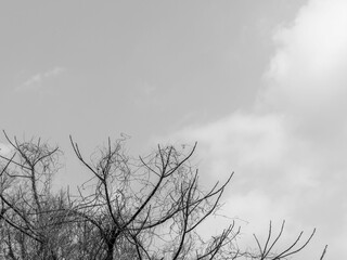 春の少し霞んだ青空と雲と枝モノクロ02