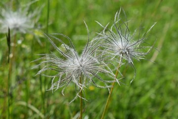 Fototapeta premium Fruits en touffe ébouriffée d'Anémone pulsatille, Pasqueflower (Pulsatilla vulgaris)