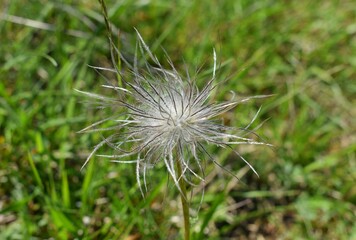 Fruits en touffe &eacute;bouriff&eacute;e d'An&eacute;mone pulsatille, Pasqueflower (Pulsatilla vulgaris)