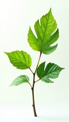 Fototapeta premium Single branch with intricate leaves isolated on white background, tree, foliage