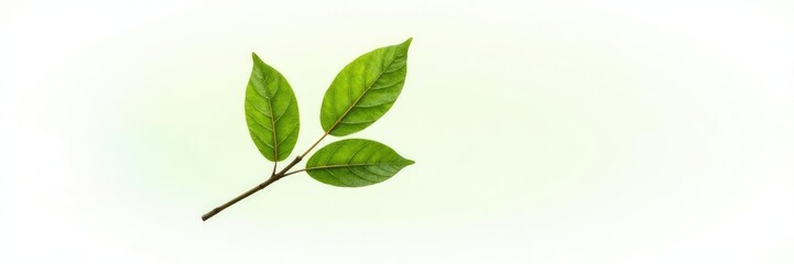 Single isolated branch on white background with subtle leaf veins and gentle curve, elegance, white, solitary