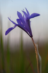 Obraz premium Vibrant purple flower stands tall against a soft sunset backdrop in a tranquil meadow