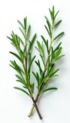 Fototapeta premium Sprigs of rosemary and thyme in a minimalist composition on white, branches, greenery
