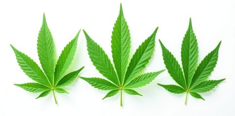 Green leafy weed isolated on white background, foliage, nature, cannabis
