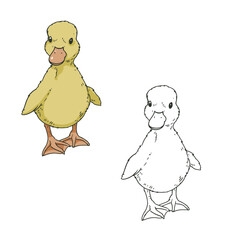 cute duckling isolated on white background. Detailed. Coloring. Easy to edit. Vector illustration