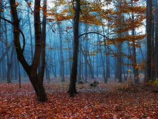 Mystical autumn forest with mist and fallen leaves. Mysterious woods in blue fog. Atmospheric nature with trees.