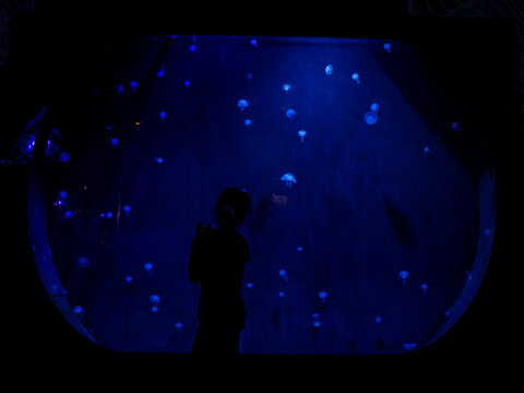 Silhouette of a child watching jellyfishes in an aquarium in Odysseo, Mauritius