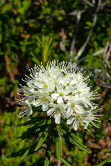 Close-up of a white plant in the swamps in Finland in summer