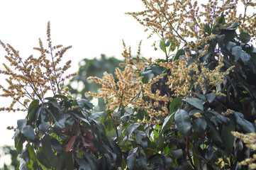 longan, thai fruit or Dimocarpus longan blossom or longan flower