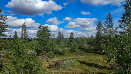 Beautiful summer day in the forest wilderness of Lapland, Finland with green trees and blue sky