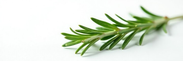 Obraz premium Sprig of fresh rosemary leaves isolated on a plain white surface, botanical, nature, rosemary