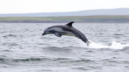 Striped Dolphin Leaping in the Ocean Waves
