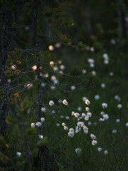 Evening sunlight illuminating white fluffy plants in the forests of Finland in summer