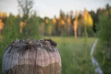 Green lichen growing on top of an old wooden post in the forests of Finland in summer