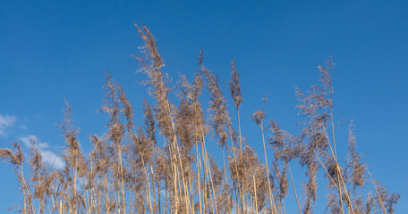 Delicate Reeds Bathed in the Light of a Sunny Day. Flowering Decorative Grass. Blue Sunny Sky Background. Sunny Autumn Meadow. Decorative Grass Moved by the Wind.