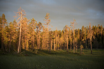 Pine trees in the forest wilderness of Finland on a summer evening with grey sky in the backgound
