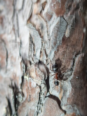 A close-up of an ant on the park of a pine tree in the forests of Finland in summer
