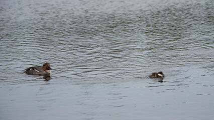 Two goldeneye waterbirds swimming on a lake in the forests of Finland in summer