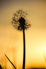 A dandelion silhouette set against a golden sunset sky. It contrasts beautifully with the smooth, warm background, evoking themes of fragility, transformation, and fleeting moments