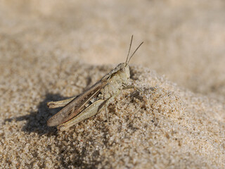 Field Grasshopper