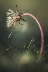 A withered dandelion stem bends under the weight of morning dew. Soft light enhances its fragile beauty, capturing a fleeting moment of nature’s quiet transformation