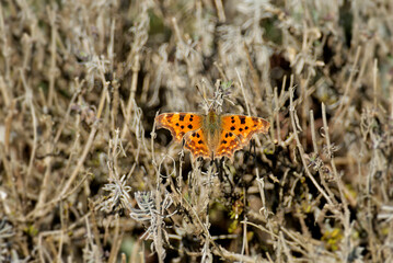 Obraz premium Comma butterfly (Polygonia c-album) sitting on lavender in Zurich, Switzerland