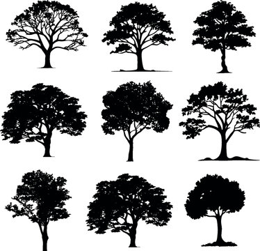 Set of silhouette clipart of a large oak tree, Big collection of tree silhouettes isolated on white background.