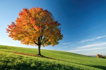 Naklejka premium A solitary tree stands in a vibrant meadow, bathed in sunlight against a panoramic blue sky. Perfect for your text.