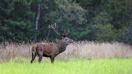 Red deer stag observing in a clearing during the rut. Cervus elaphus, Sologne, Loiret 45, région Centre Val de Loire, France, European Union, Europe © Nature Emotion