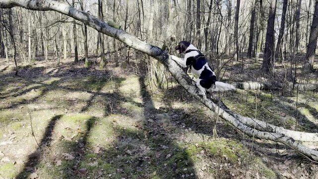 Pies, wyżeł, leży w lesie, ćwiczenie psa w lesie, Mały munsterlander.