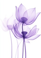 Obraz premium Isolated lotus flowers on a white background