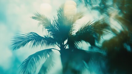 Palm silhouette in soft light