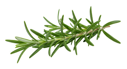 Fototapeta premium Rosemary twig isolated on a transparent background background. Fresh rosemary leaf branch. Herbal spices, hair care, healthy food, cooking design elements. cut out, PNG, top view / flat lay